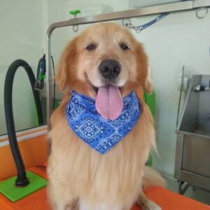 fotos-dog-show-agropet14