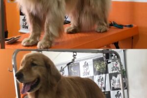 antes-e-depois-dog-show-ingleses-floripa6