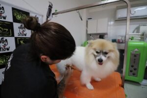 dog-show-ingleses-agropet-banho-e-tosa06