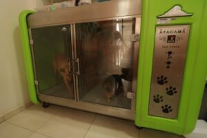 dog-show-ingleses-agropet-banho-e-tosa09