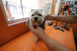 dog-show-ingleses-agropet-banho-e-tosa140