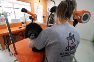 dog-show-ingleses-agropet-banho-e-tosa65
